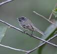 Taurillon mésange