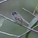 Taurillon mésange