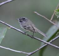 Tufted Tit-Tyrant