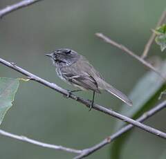 Taurillon mésange