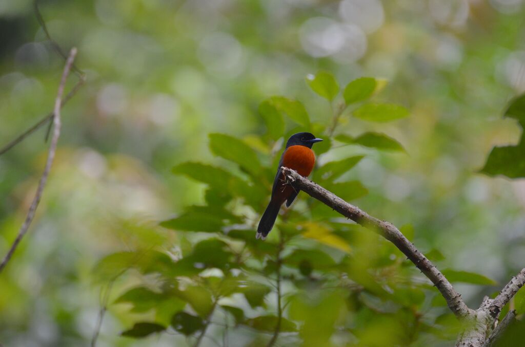 Red-bellied Paradise Flycatcher