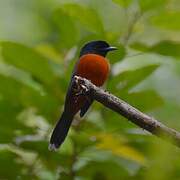 Red-bellied Paradise Flycatcher