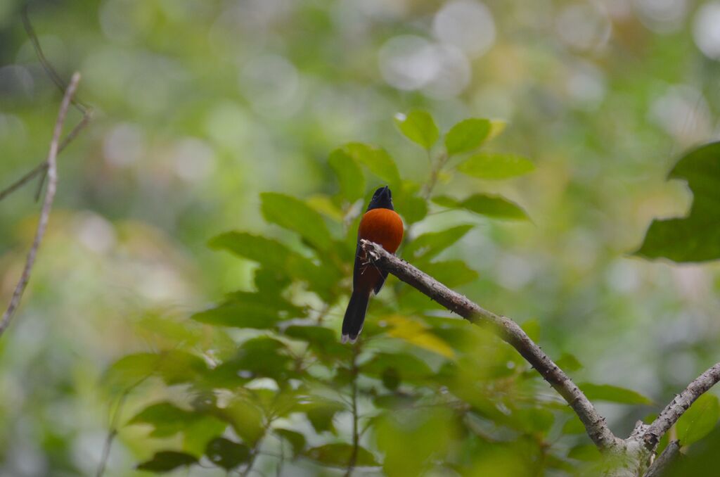 Red-bellied Paradise Flycatcheradult, identification