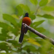 Red-bellied Paradise Flycatcher