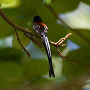 African Paradise Flycatcher