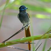 African Paradise Flycatcher