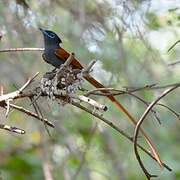 African Paradise Flycatcher