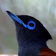 African Paradise Flycatcher