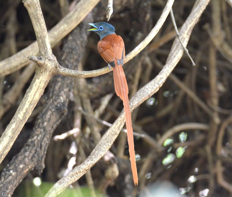 African Paradise Flycatcher male adult, identification