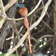 African Paradise Flycatcher