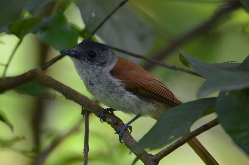 Sao Tome Paradise Flycatcher female adult, identification