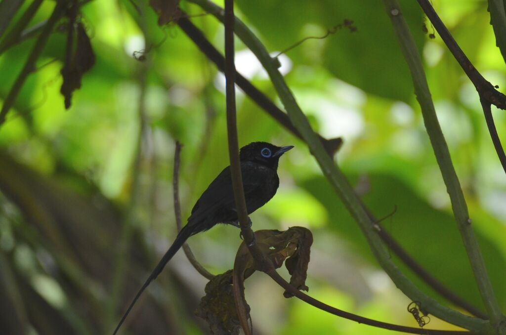 Sao Tome Paradise Flycatcheradult breeding, identification