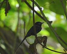 Sao Tome Paradise Flycatcher