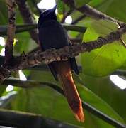 Rufous-vented Paradise Flycatcher