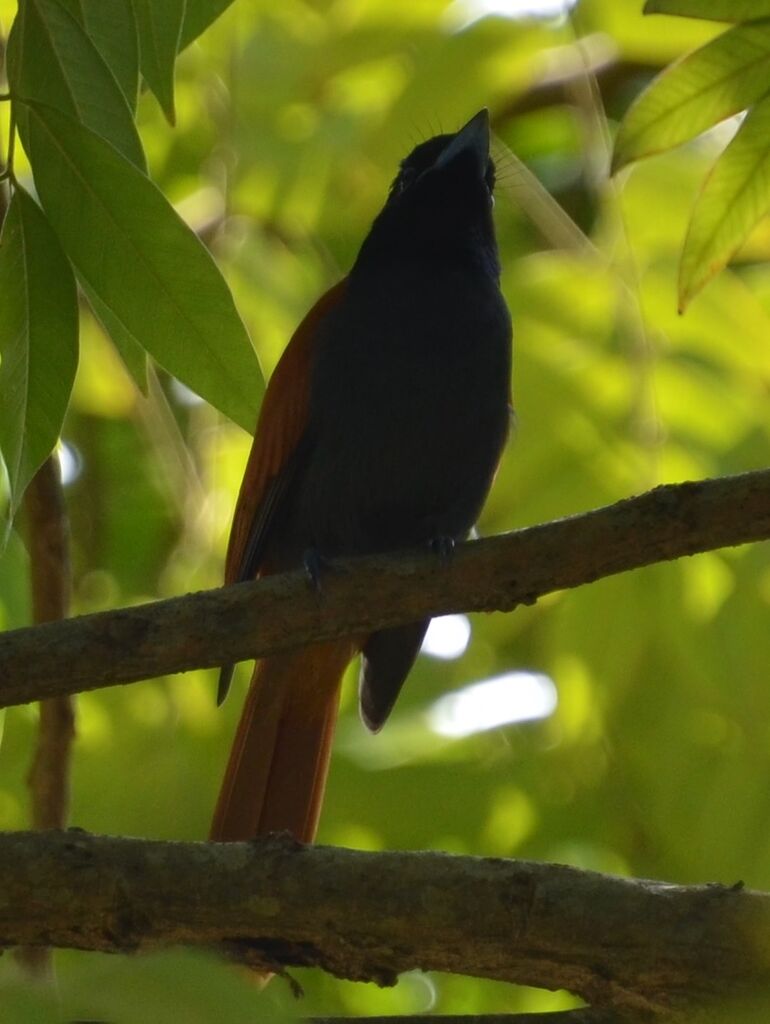 Rufous-vented Paradise Flycatcheradult, identification