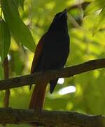 Rufous-vented Paradise Flycatcher