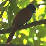 Rufous-vented Paradise Flycatcher