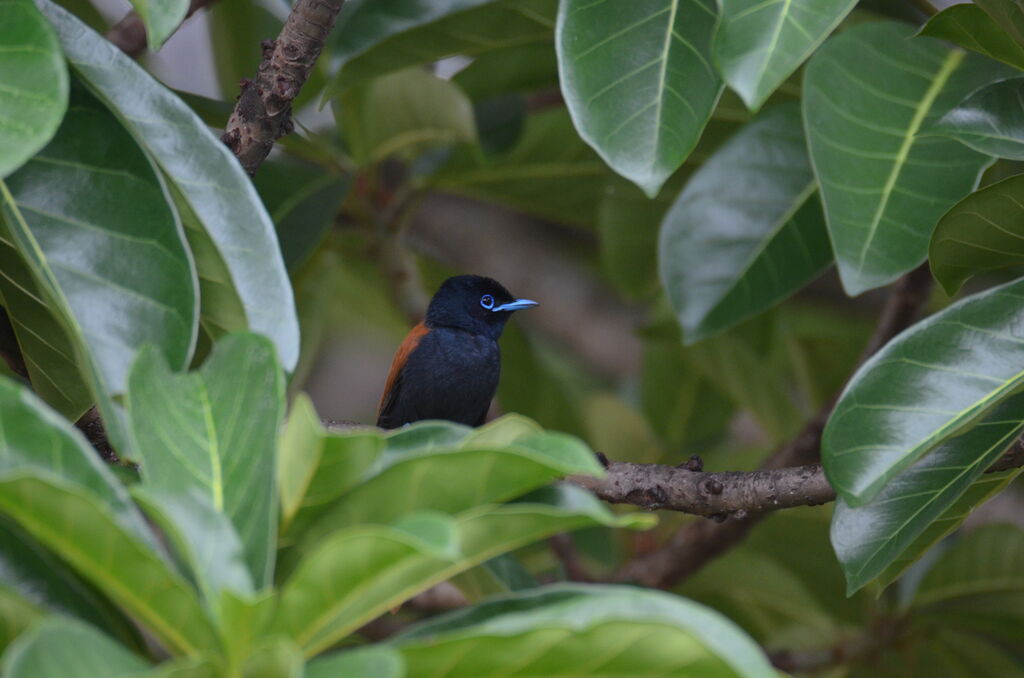 Rufous-vented Paradise Flycatcheradult, identification