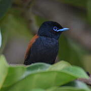 Rufous-vented Paradise Flycatcher