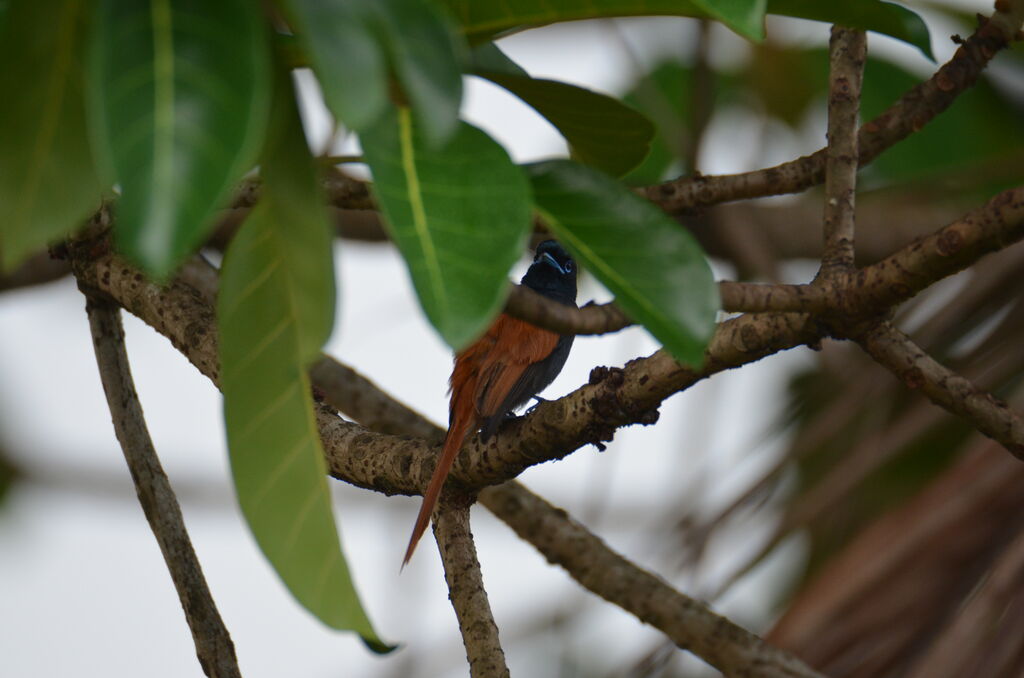 Rufous-vented Paradise Flycatcheradult, identification