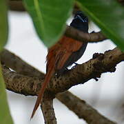 Rufous-vented Paradise Flycatcher