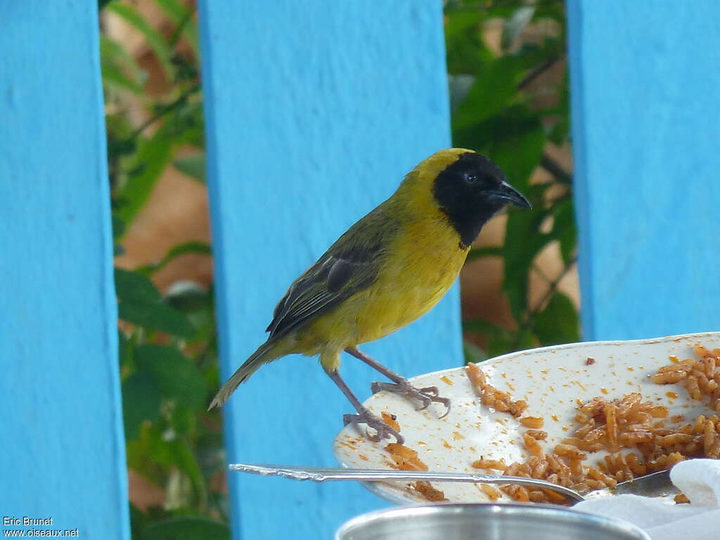 Loango Weaveradult breeding, identification