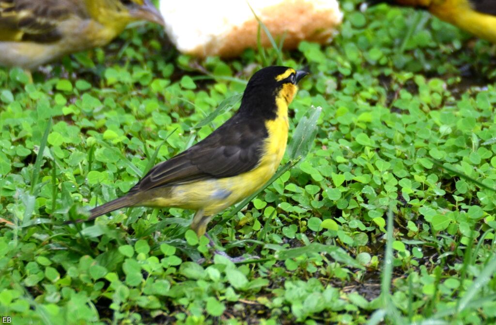 Tisserin à cou noir femelle adulte, identification