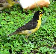 Black-necked Weaver