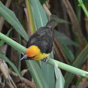 Black-necked Weaver