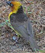 Black-necked Weaver