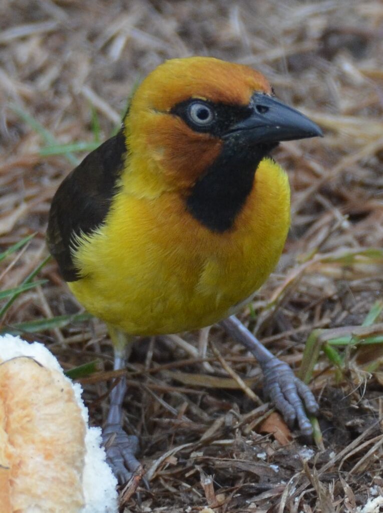 Black-necked Weaver male adult, identification