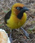 Black-necked Weaver