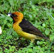 Black-necked Weaver