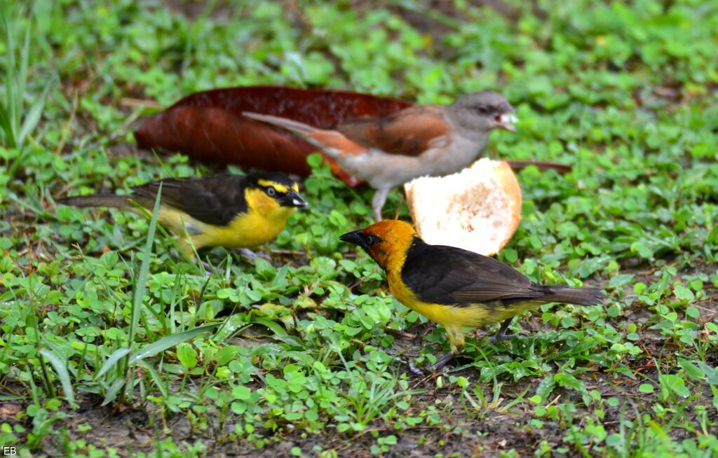 Black-necked Weaveradult