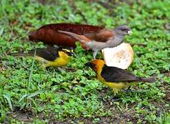 Black-necked Weaver