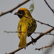 Southern Masked Weaver