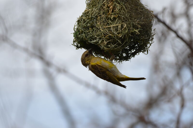 Southern Masked Weaver, identification, Reproduction-nesting