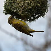 Southern Masked Weaver