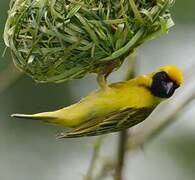 Southern Masked Weaver