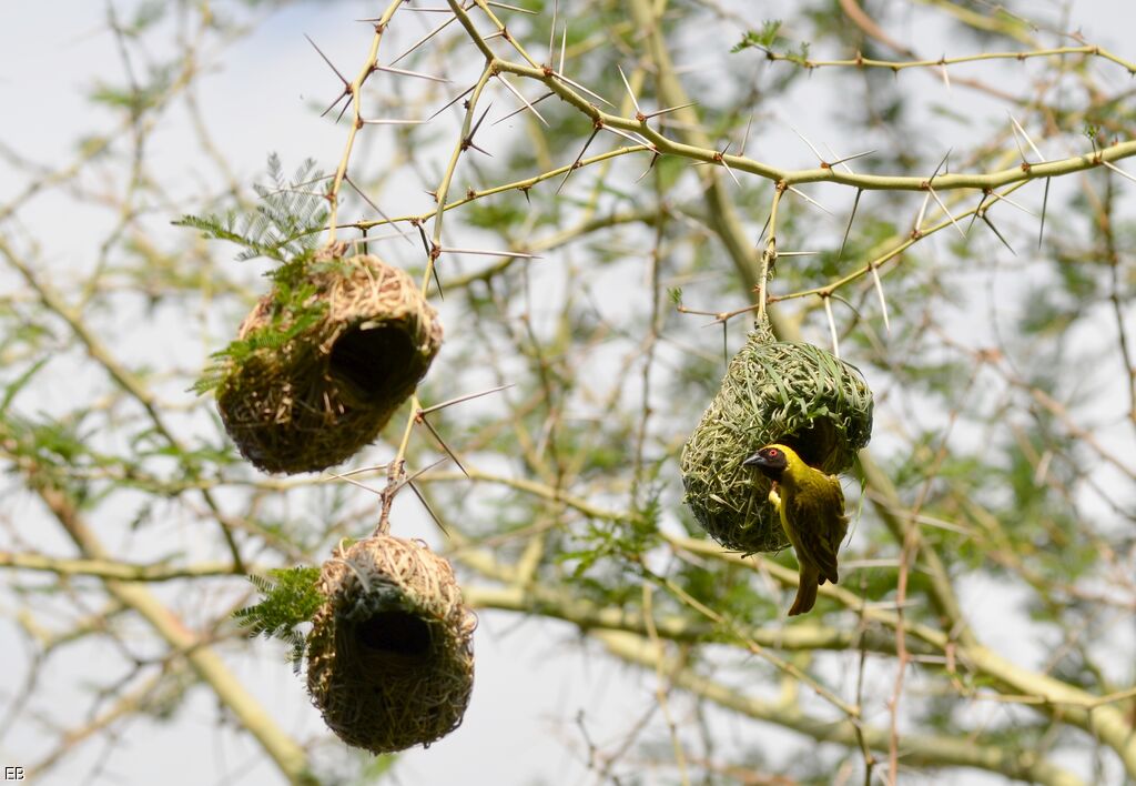 Southern Masked Weaveradult, identification, Reproduction-nesting