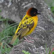 Village Weaver