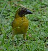 Village Weaver