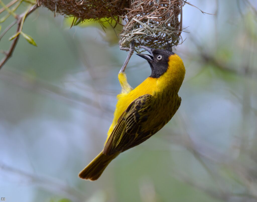 Lesser Masked Weaveradult, identification, Reproduction-nesting