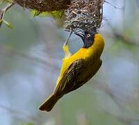 Lesser Masked Weaver