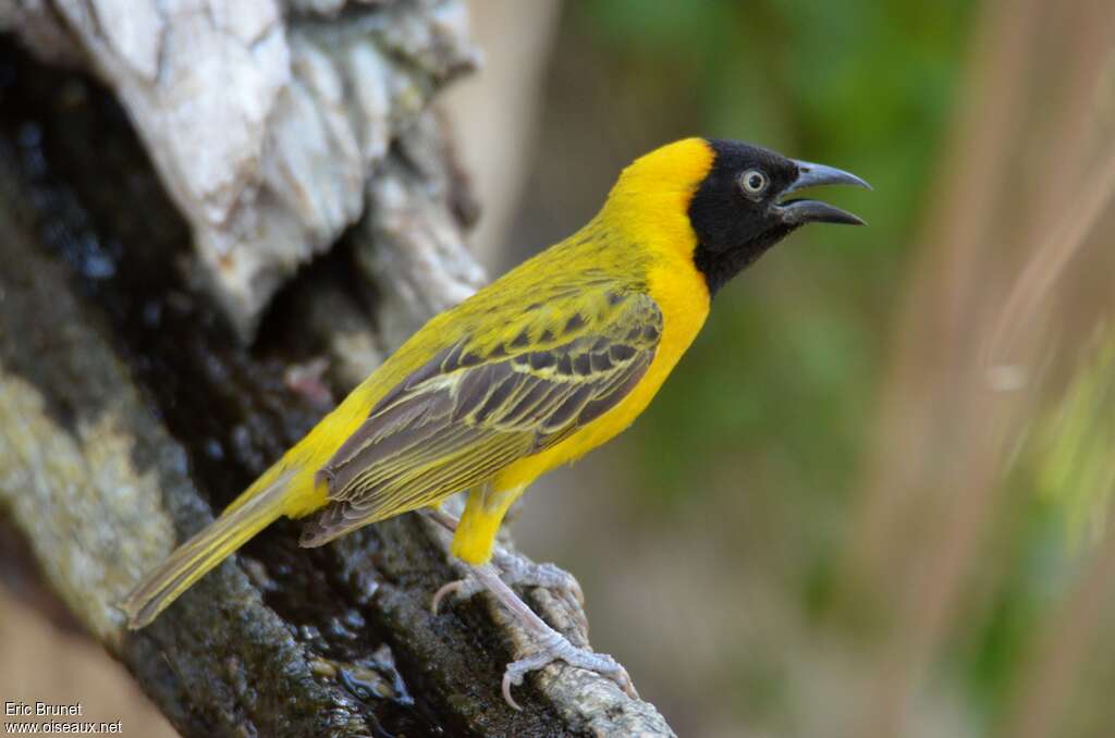 Lesser Masked Weaver male adult breeding, identification