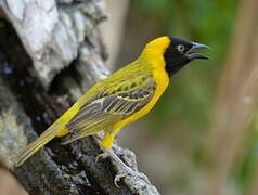 Lesser Masked Weaver