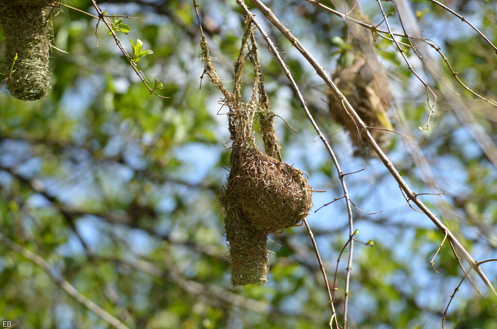 Tisserin intermédiaire, Nidification