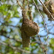 Lesser Masked Weaver