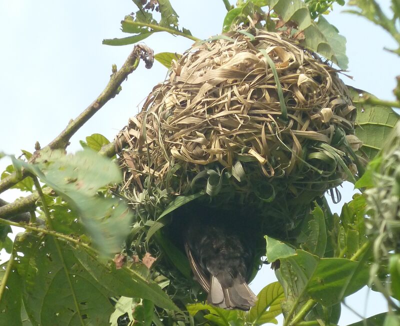 Vieillot's Black Weaveradult, Reproduction-nesting