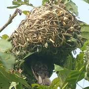 Vieillot's Black Weaver